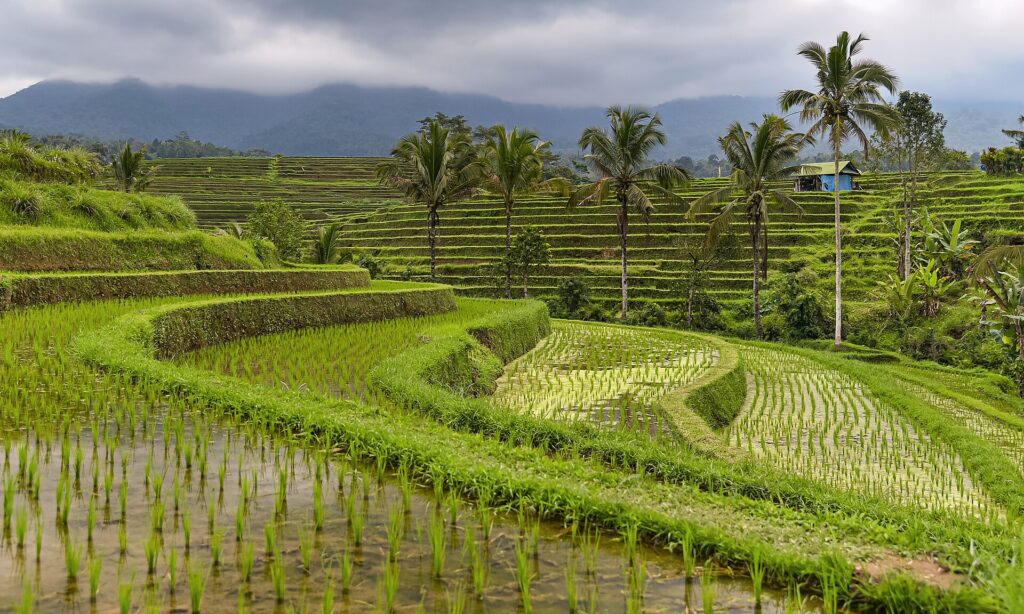 Sawah berundak Jatiluwih di Tabanan dengan jalur di antara petak padi