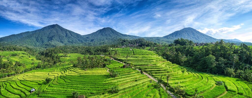Hamparan sawah Jatiluwih yang bertingkat mengikuti lereng bukit