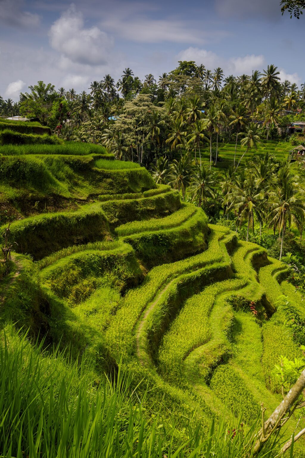 Sawah berundak di Tegalalang, Gianyar, Bali