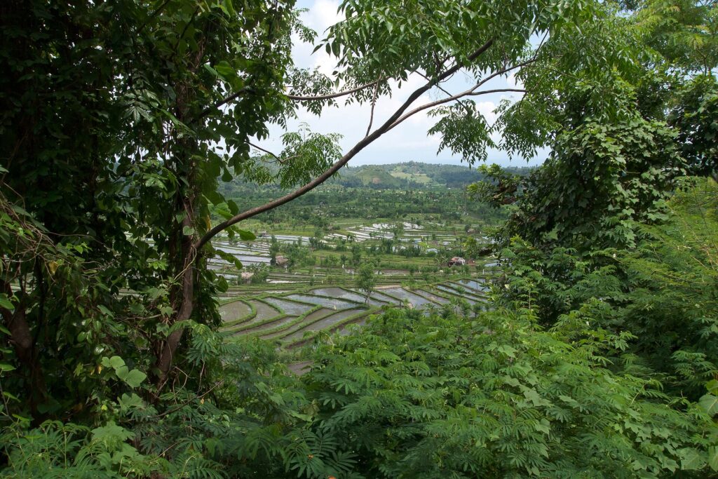 Sawah berundak di sekitar Tirta Gangga, Karangasem