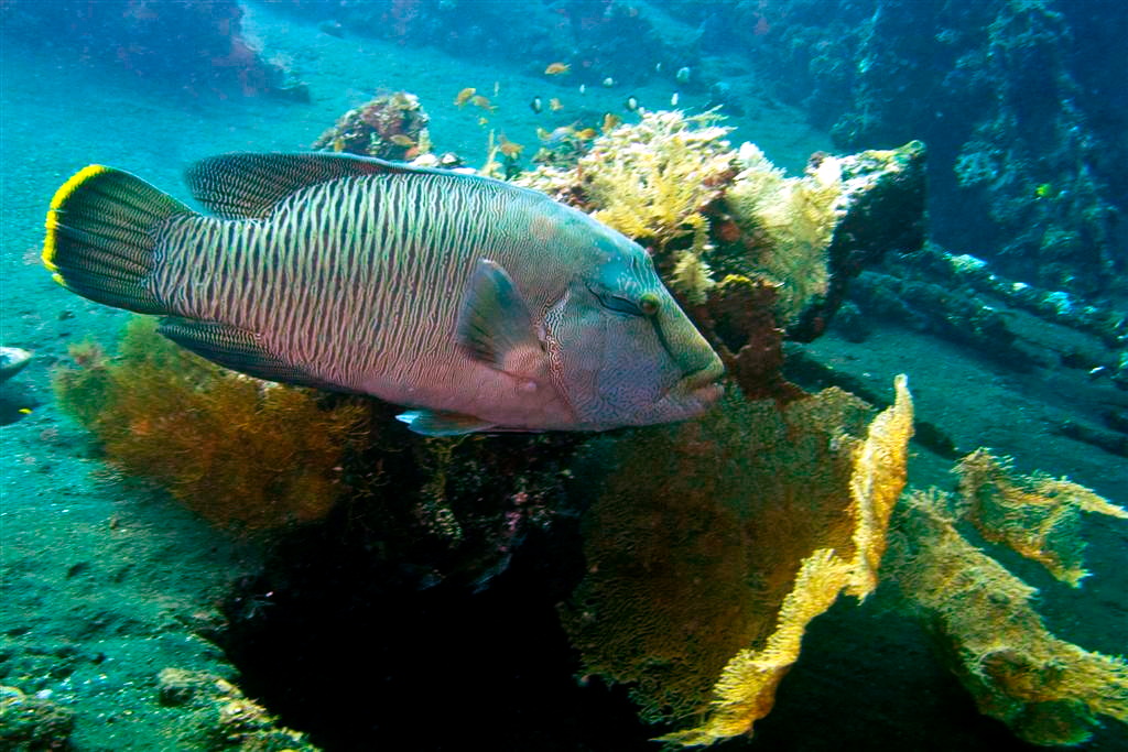 Ikan napoleon di perairan Tulamben, Bali